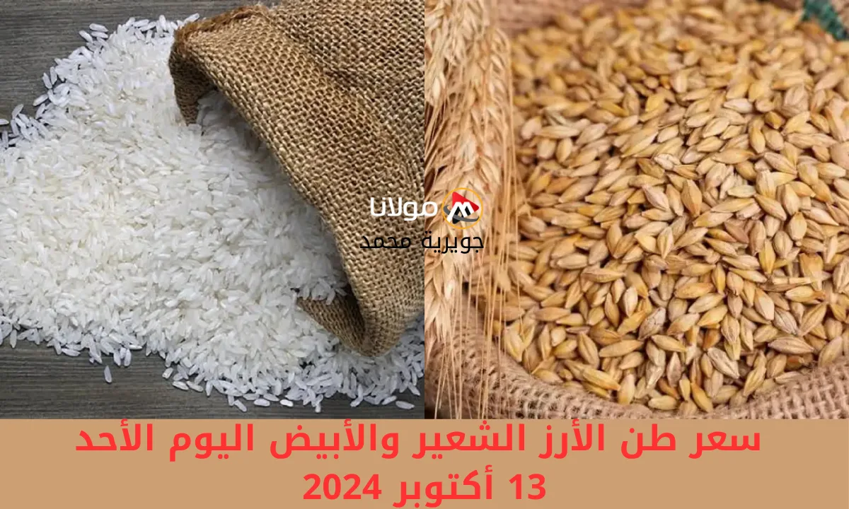 “الرفيع والعريض بكام”.. سعر طن الأرز الشعير والأبيض البلدي اليوم الأحد 13 أكتوبر 2024 في الأسواق والمحلات التجارية