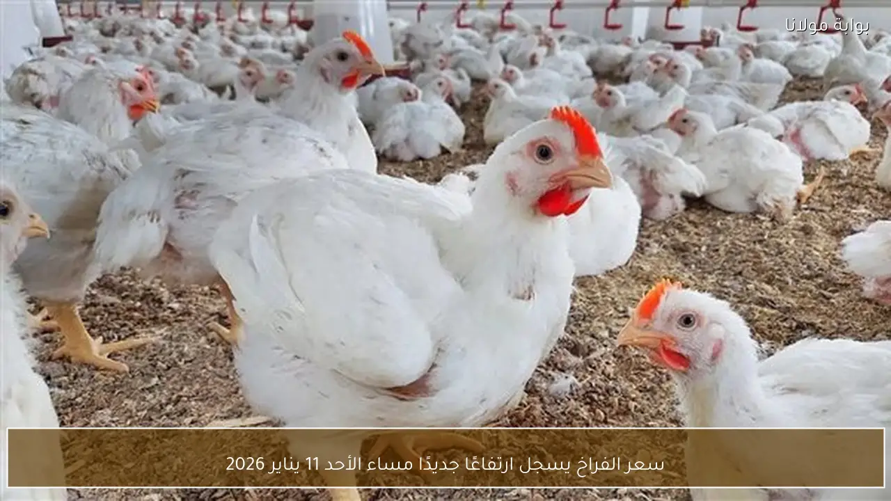 سعر الفراخ يسجل ارتفاعًا جديدًا مساء الأحد 11 يناير 2026