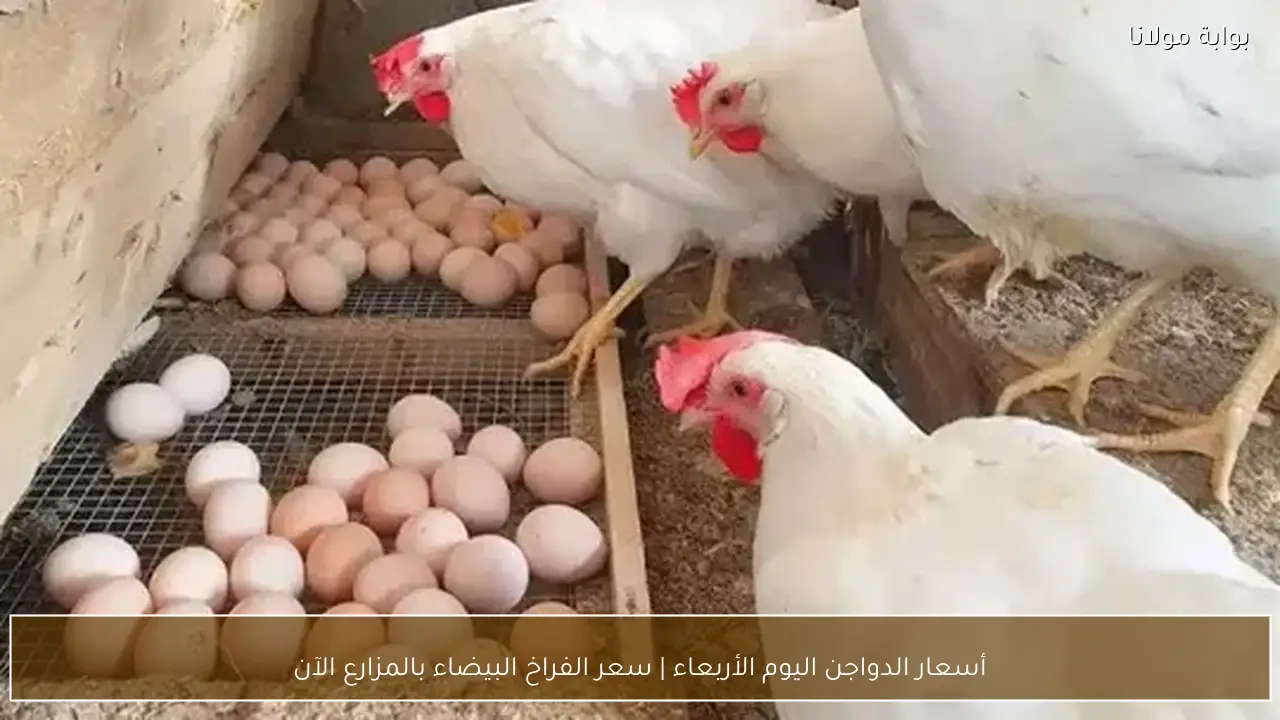 أسعار الدواجن اليوم الأربعاء | سعر الفراخ البيضاء بالمزارع الآن