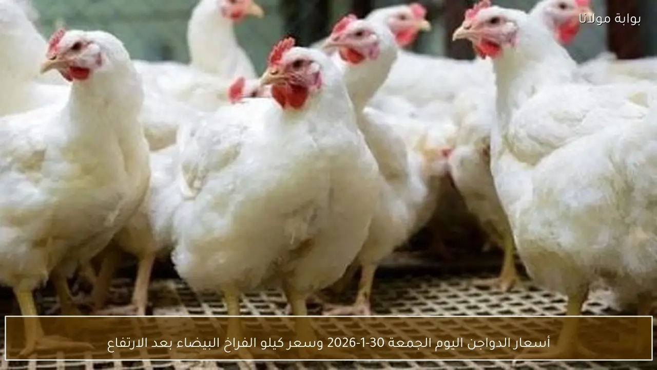 أسعار الدواجن اليوم الجمعة 30-1-2026 وسعر كيلو الفراخ البيضاء بعد الارتفاع
