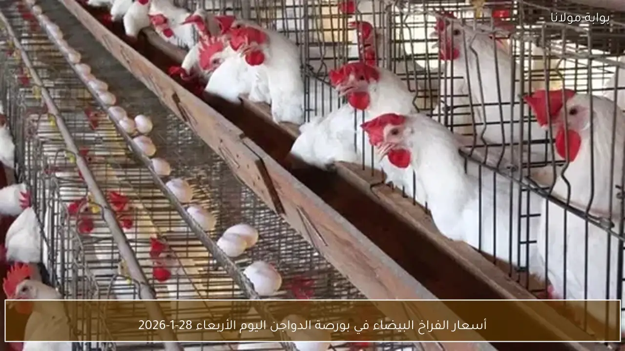 أسعار الفراخ البيضاء في بورصة الدواجن اليوم الأربعاء 28-1-2026