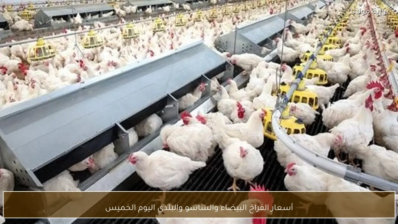 أسعار الفراخ البيضاء والساسو والبلدي اليوم الخميس