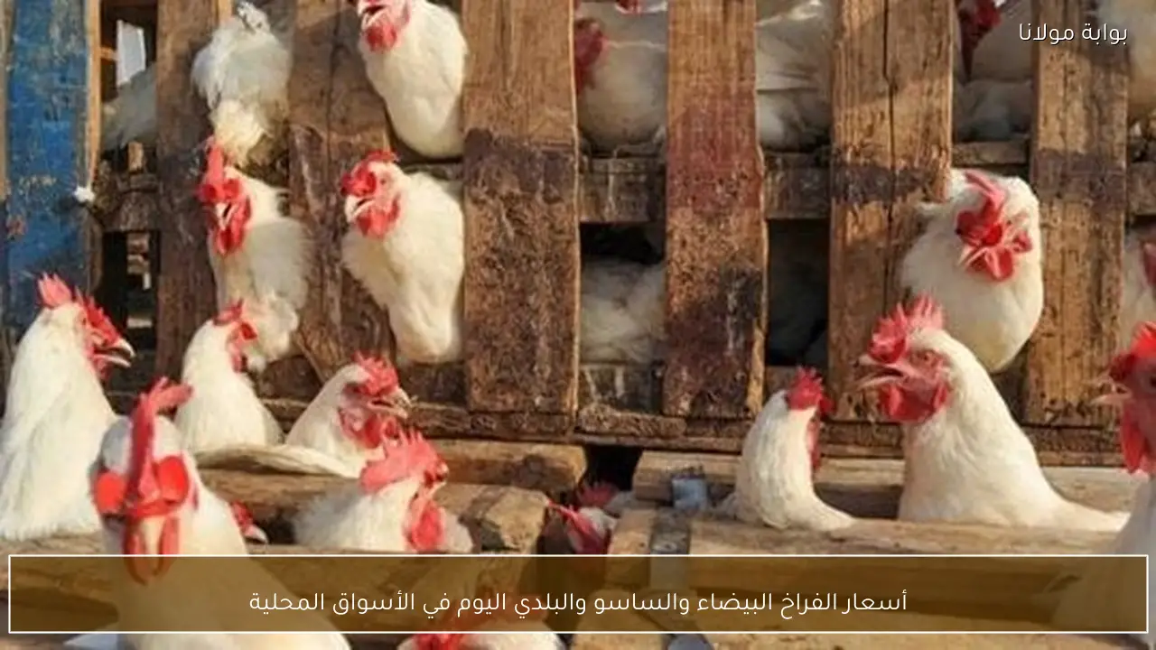 أسعار الفراخ البيضاء والساسو والبلدي اليوم في الأسواق المحلية