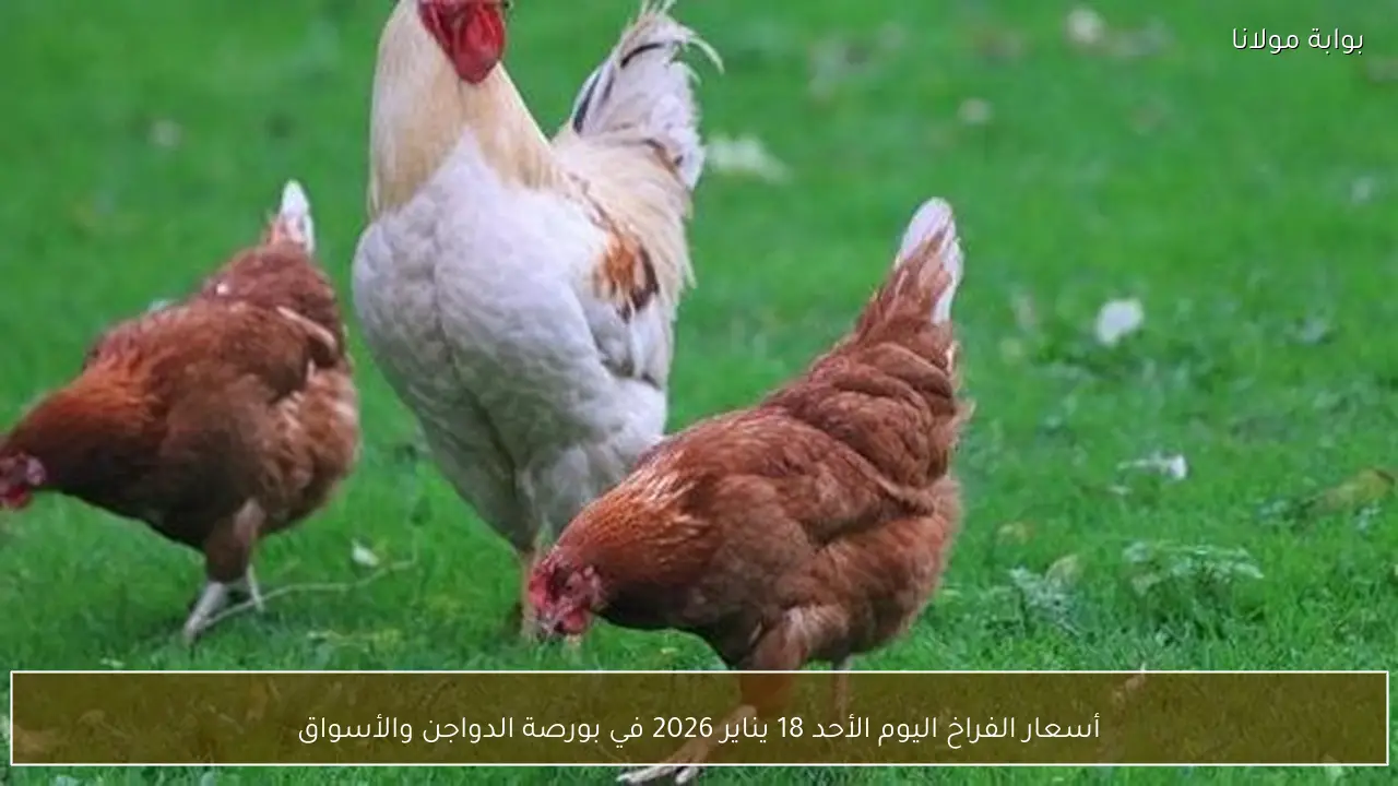 أسعار الفراخ اليوم الأحد 18 يناير 2026 في بورصة الدواجن والأسواق