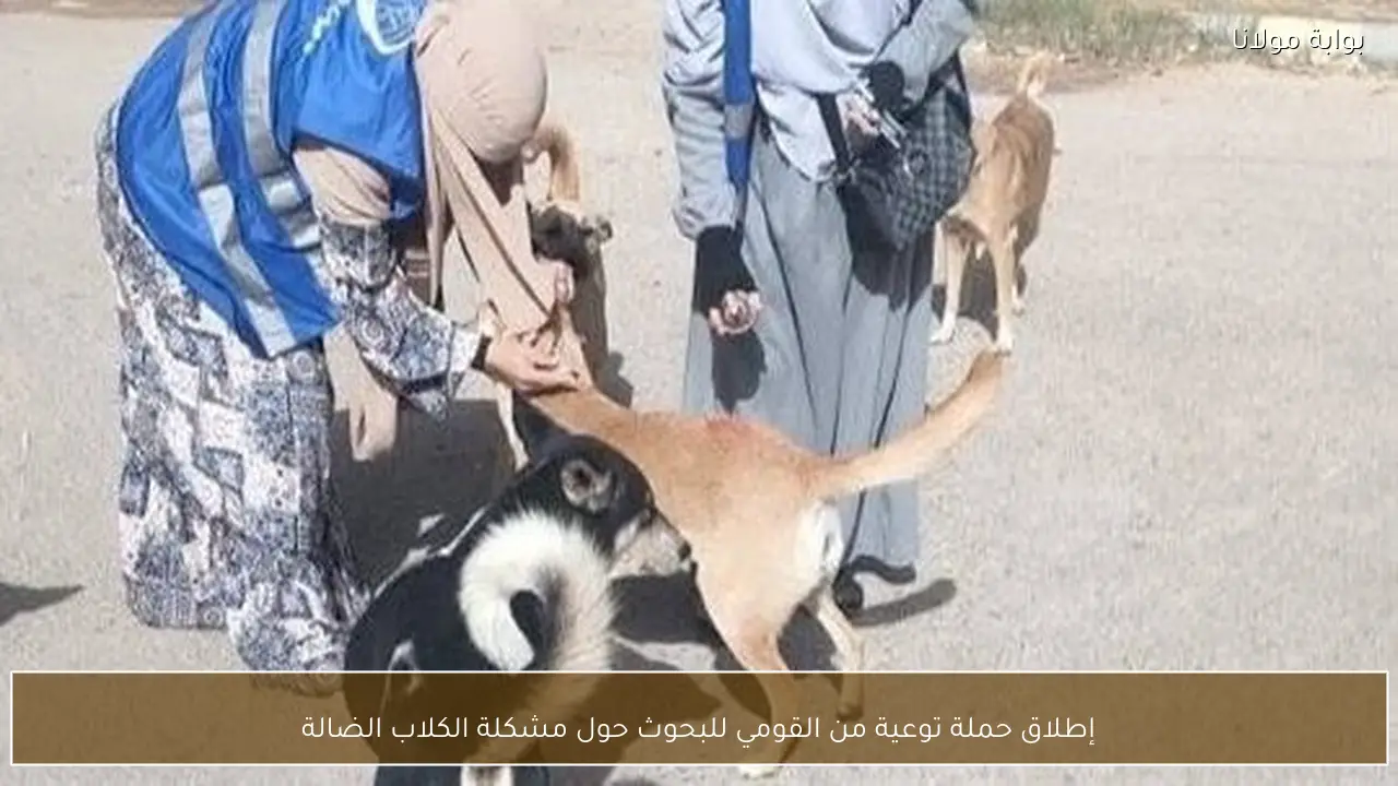 إطلاق حملة توعية من القومي للبحوث حول مشكلة الكلاب الضالة