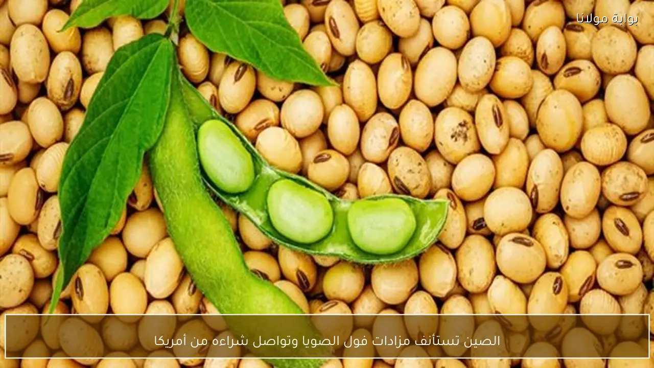 الصين تستأنف مزادات فول الصويا وتواصل شراءه من أمريكا