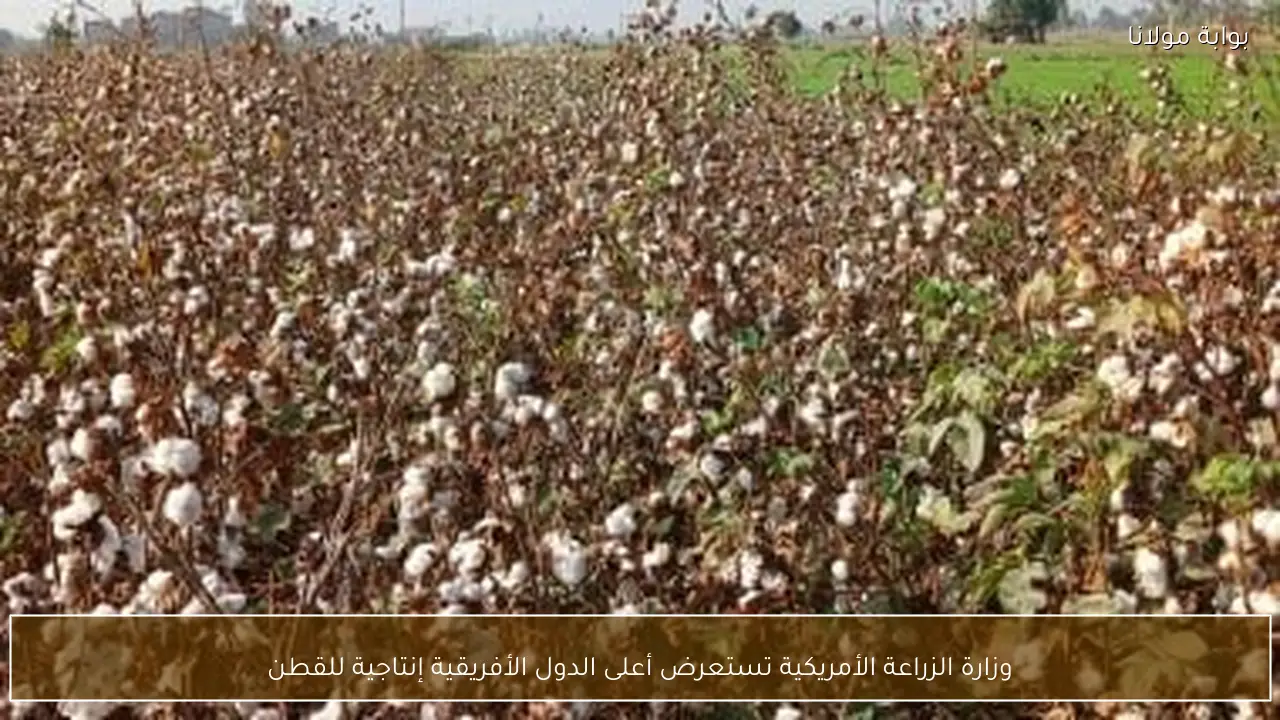وزارة الزراعة الأمريكية تستعرض أعلى الدول الأفريقية إنتاجية للقطن