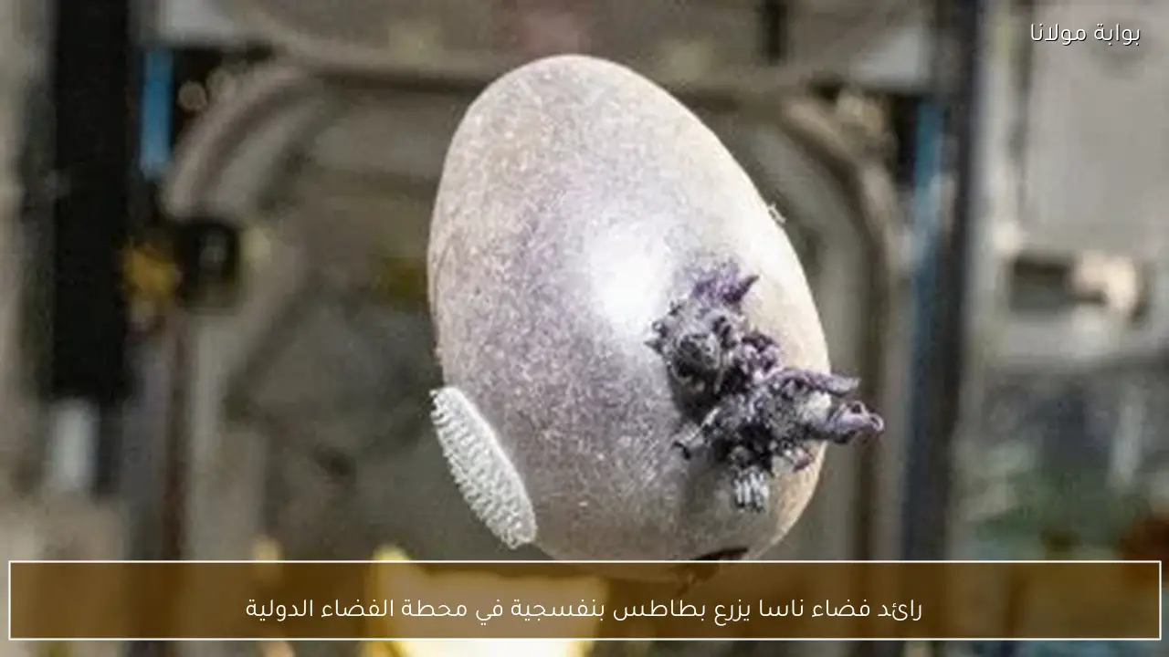 رائد فضاء ناسا يزرع بطاطس بنفسجية في محطة الفضاء الدولية