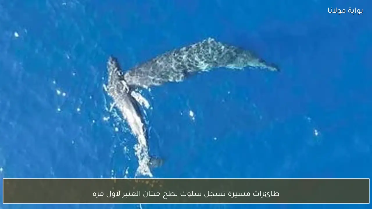 طائرات مسيرة تسجل سلوك نطح حيتان العنبر لأول مرة