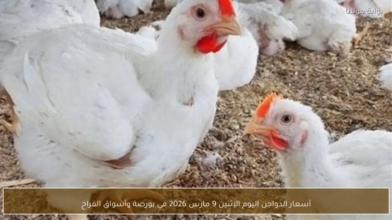 أسعار الدواجن اليوم الإثنين 9 مارس 2026 في بورصة وأسواق الفراخ