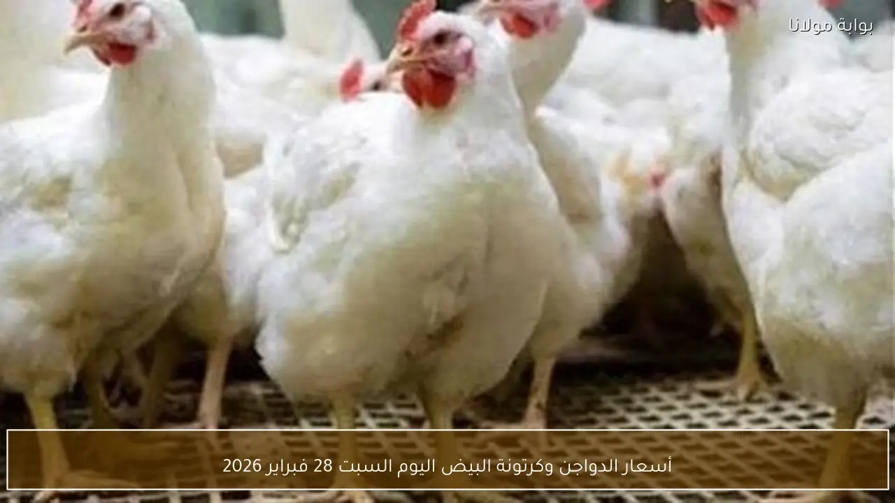 أسعار الدواجن وكرتونة البيض اليوم السبت 28 فبراير 2026