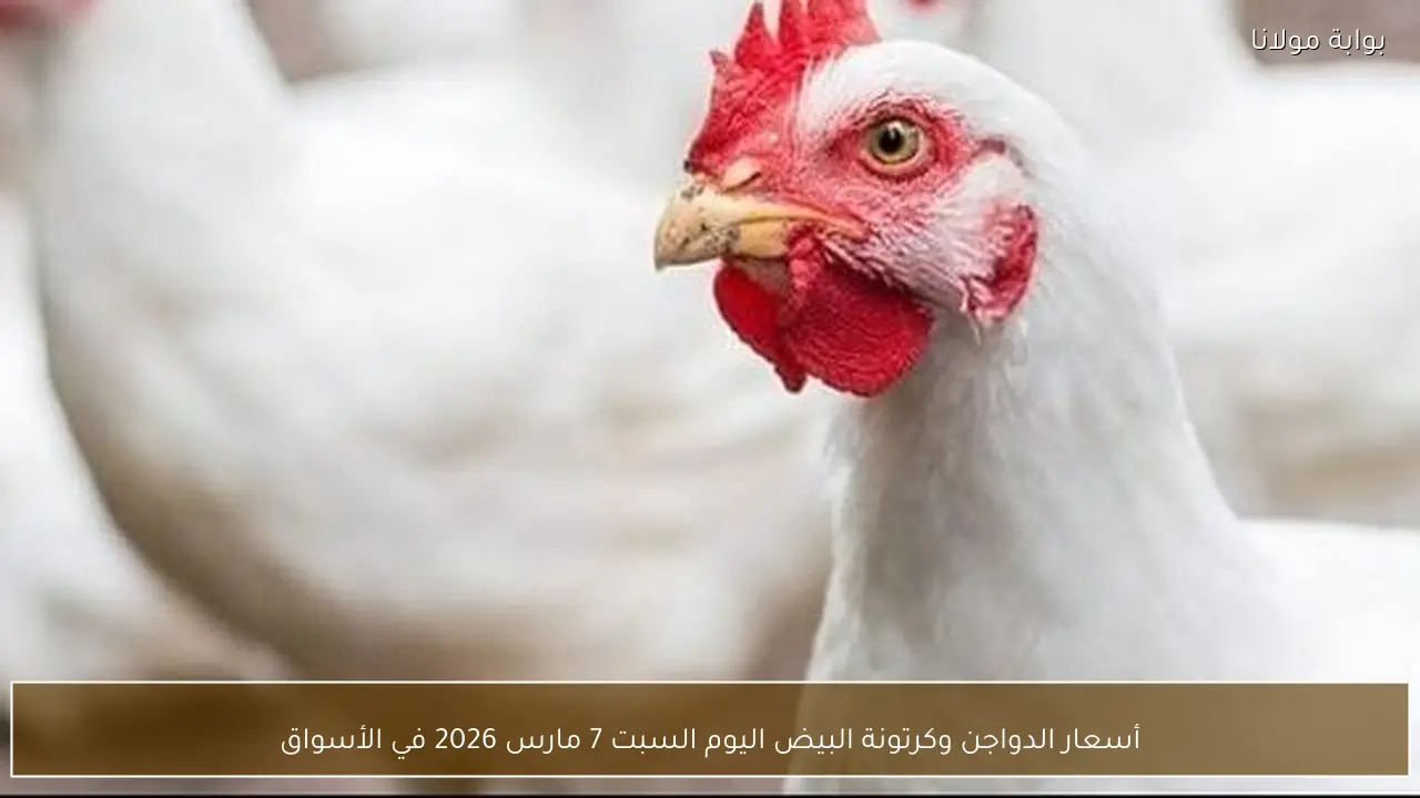 أسعار الدواجن وكرتونة البيض اليوم السبت 7 مارس 2026 في الأسواق