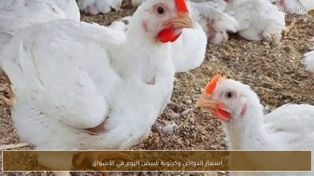أسعار الدواجن وكرتونة البيض اليوم في الأسواق