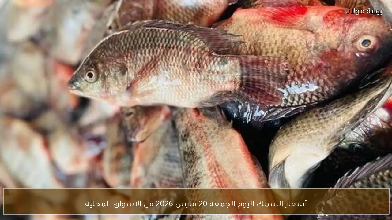 أسعار السمك اليوم الجمعة 20 مارس 2026 في الأسواق المحلية