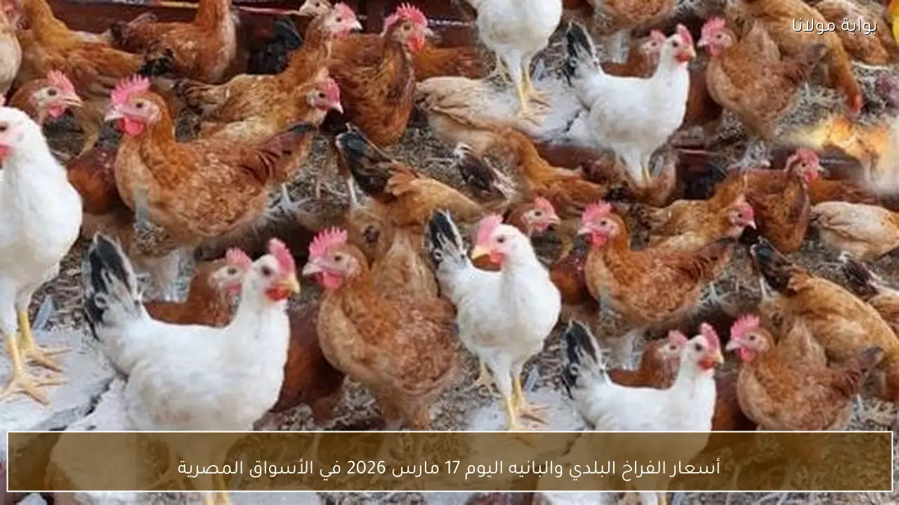 أسعار الفراخ البلدي والبانيه اليوم 17 مارس 2026 في الأسواق المصرية