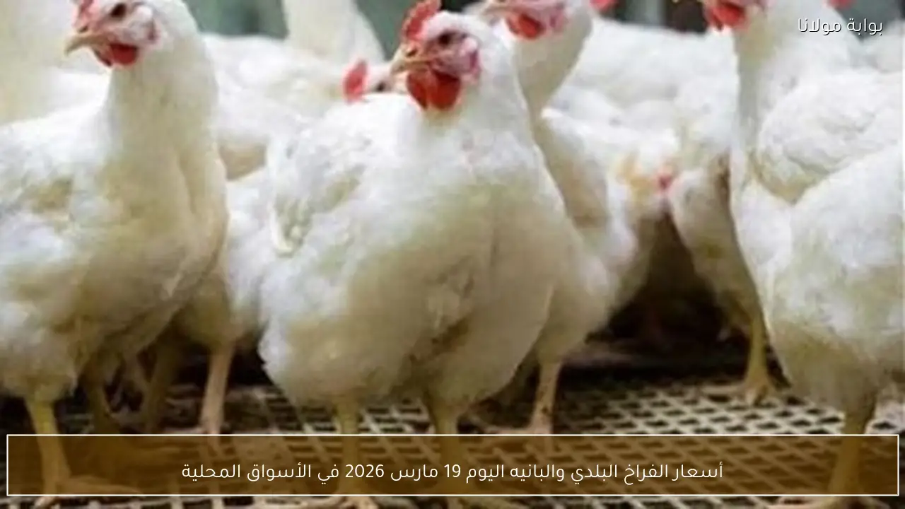 أسعار الفراخ البلدي والبانيه اليوم 19 مارس 2026 في الأسواق المحلية