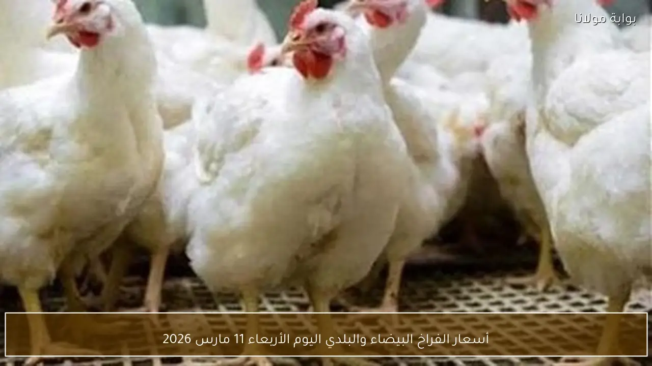 أسعار الفراخ البيضاء والبلدي اليوم الأربعاء 11 مارس 2026