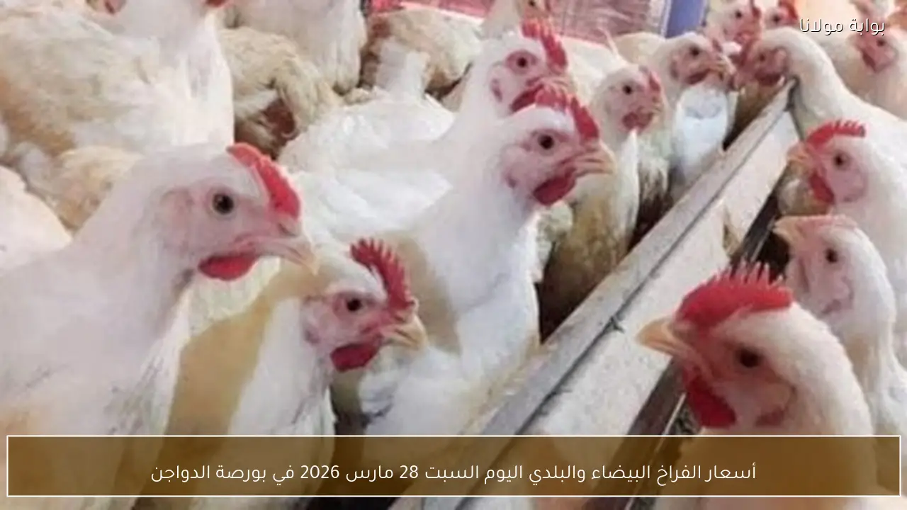أسعار الفراخ البيضاء والبلدي اليوم السبت 28 مارس 2026 في بورصة الدواجن