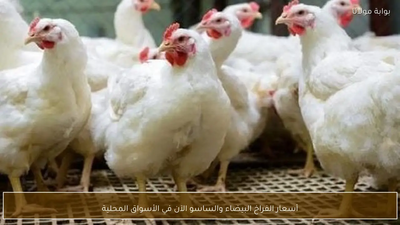 أسعار الفراخ البيضاء والساسو الآن في الأسواق المحلية