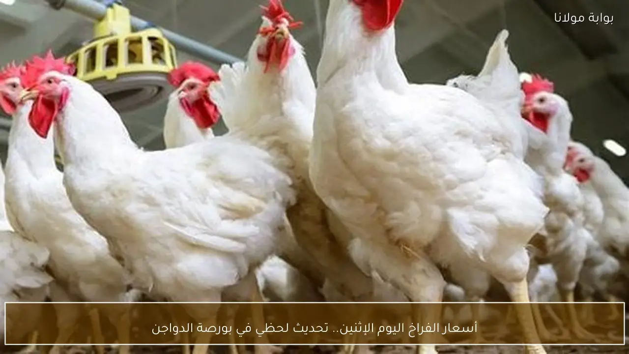 أسعار الفراخ اليوم الإثنين.. تحديث لحظي في بورصة الدواجن