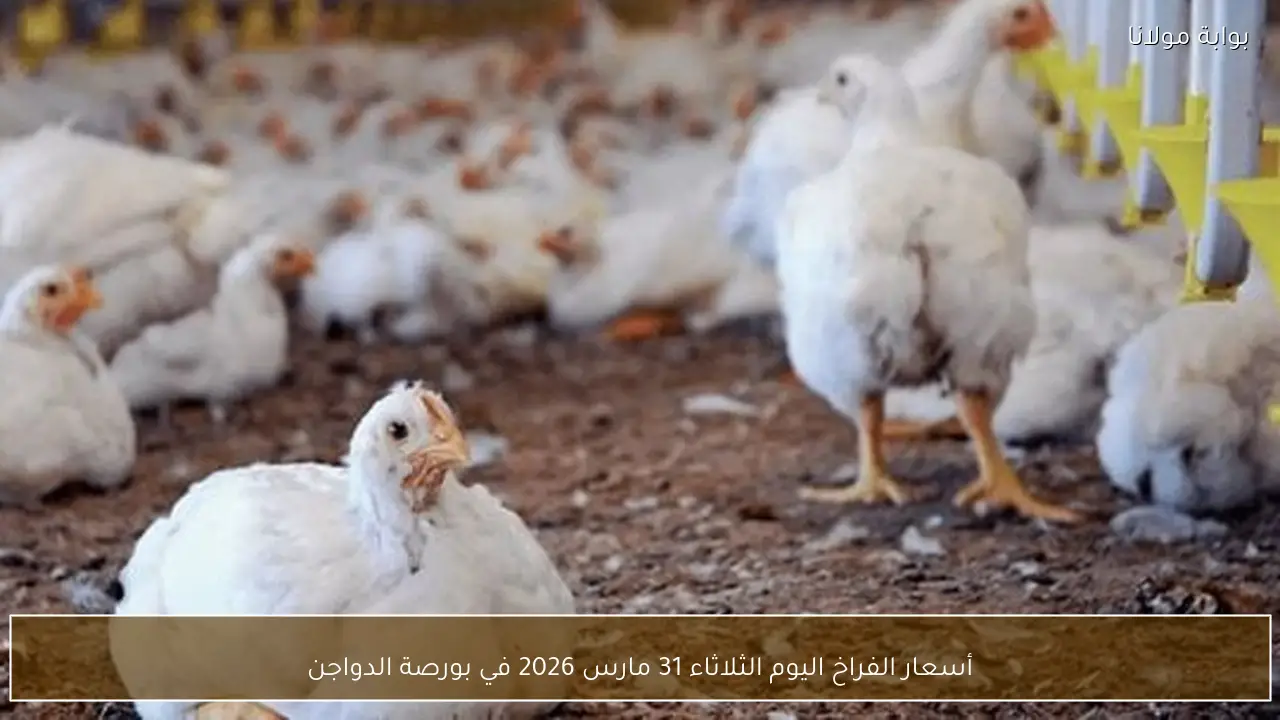 أسعار الفراخ اليوم الثلاثاء 31 مارس 2026 في بورصة الدواجن