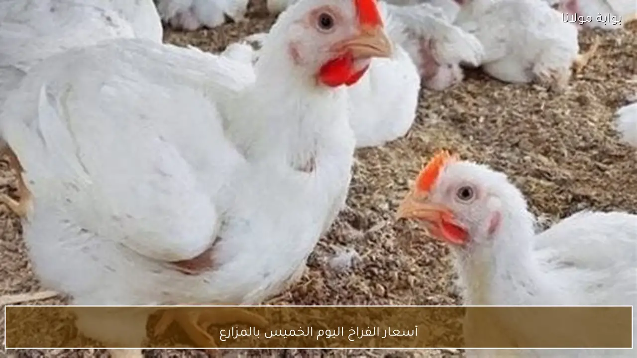 أسعار الفراخ اليوم الخميس بالمزارع