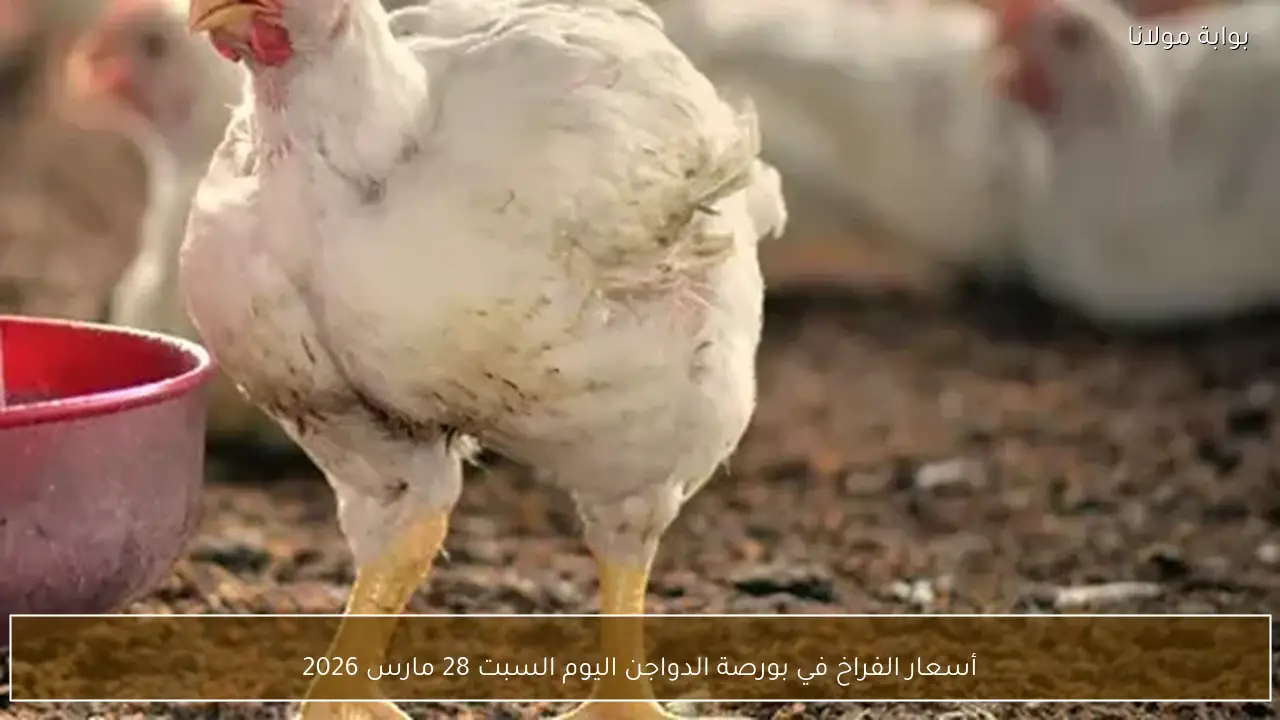 أسعار الفراخ في بورصة الدواجن اليوم السبت 28 مارس 2026