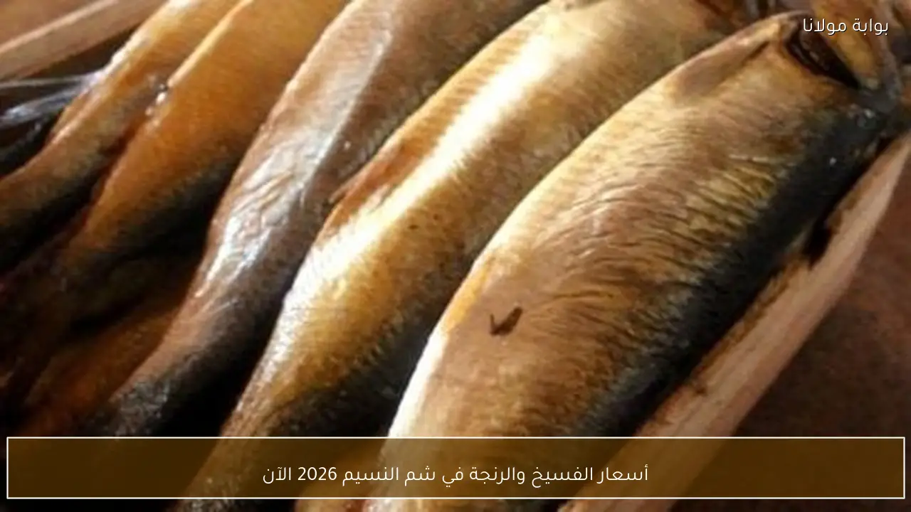 أسعار الفسيخ والرنجة في شم النسيم 2026 الآن