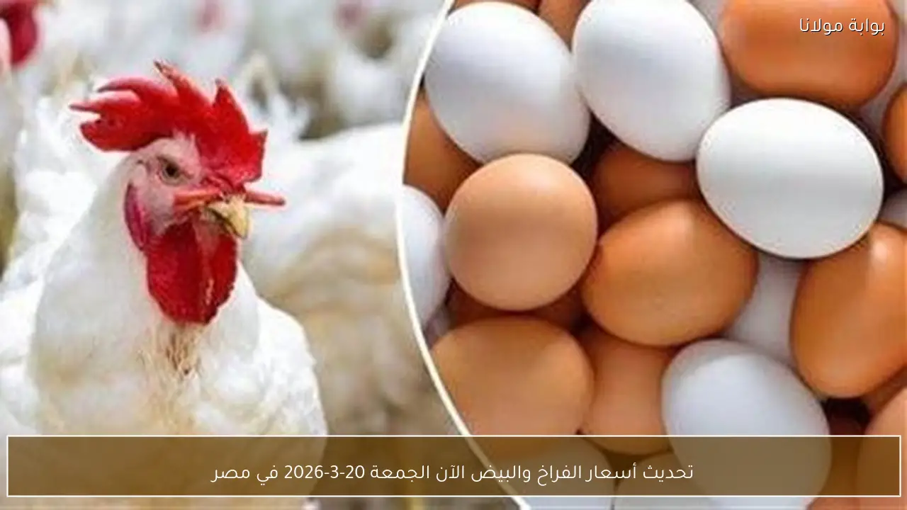 تحديث أسعار الفراخ والبيض الآن الجمعة 20-3-2026 في مصر
