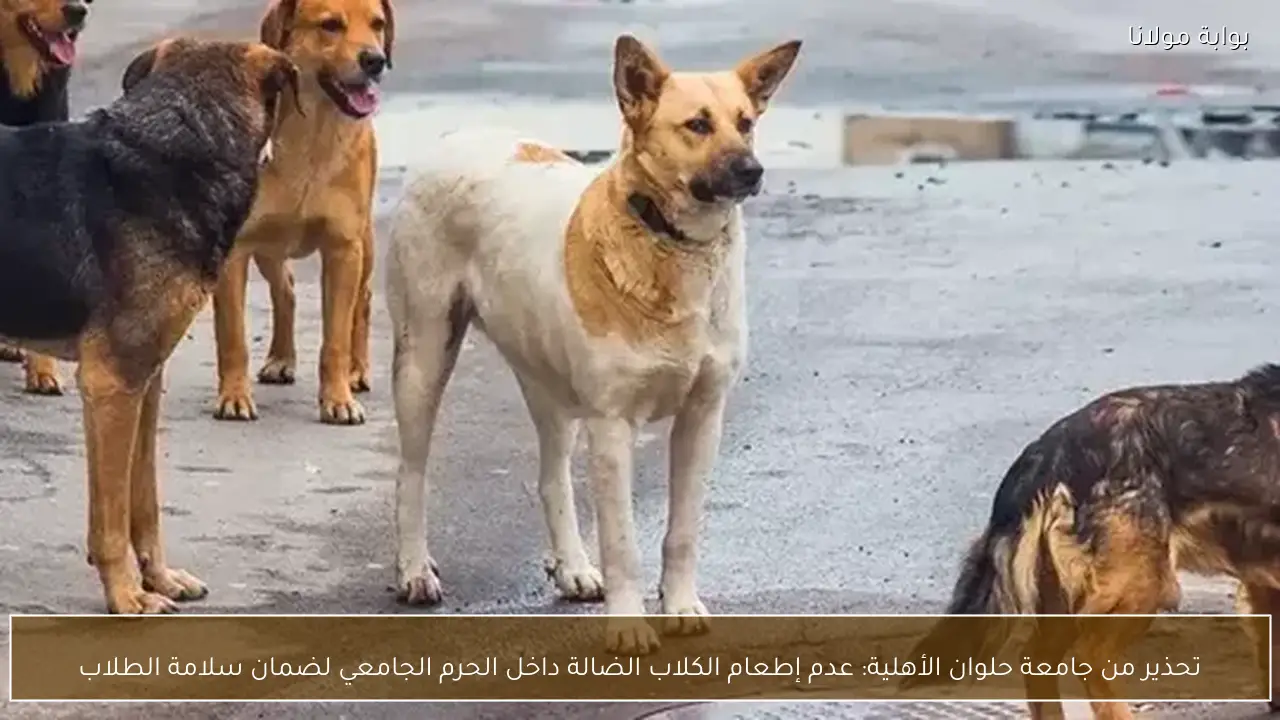تحذير من جامعة حلوان الأهلية: عدم إطعام الكلاب الضالة داخل الحرم الجامعي لضمان سلامة الطلاب