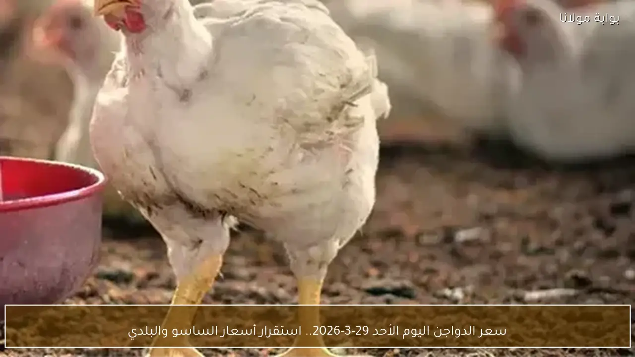 سعر الدواجن اليوم الأحد 29-3-2026.. استقرار أسعار الساسو والبلدي