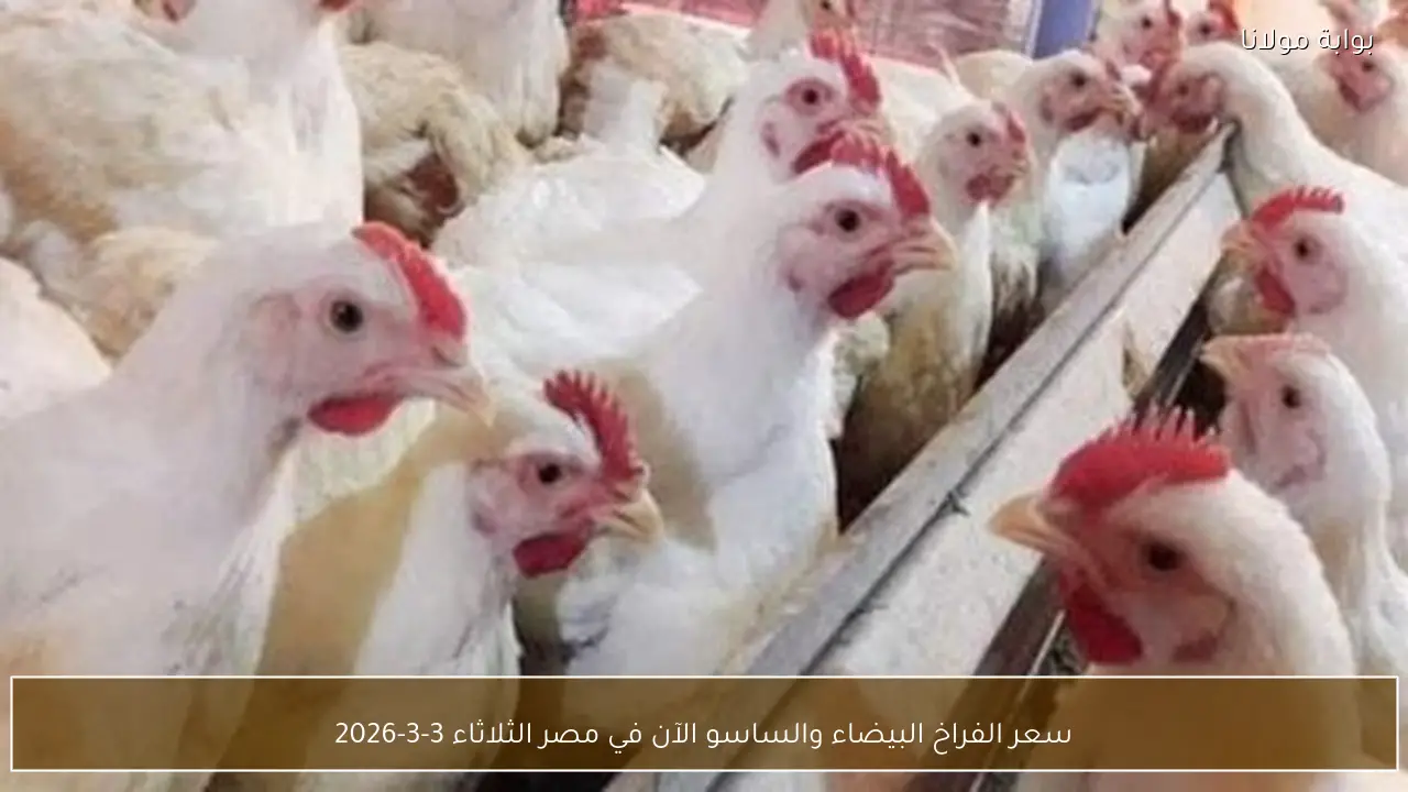 سعر الفراخ البيضاء والساسو الآن في مصر الثلاثاء 3-3-2026