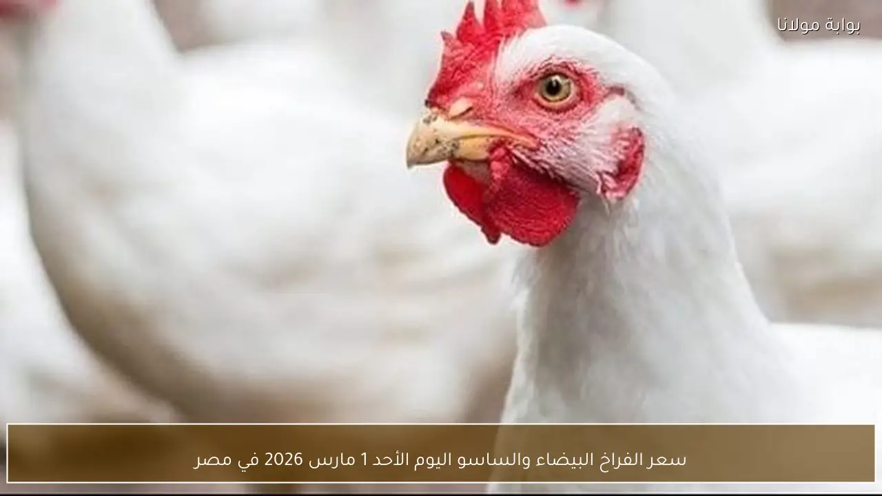 سعر الفراخ البيضاء والساسو اليوم الأحد 1 مارس 2026 في مصر