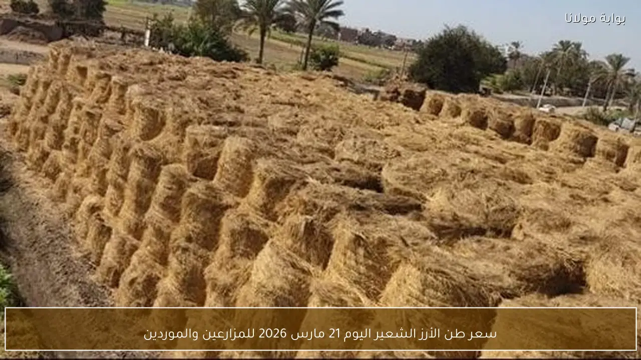 سعر طن الأرز الشعير اليوم 21 مارس 2026 للمزارعين والموردين