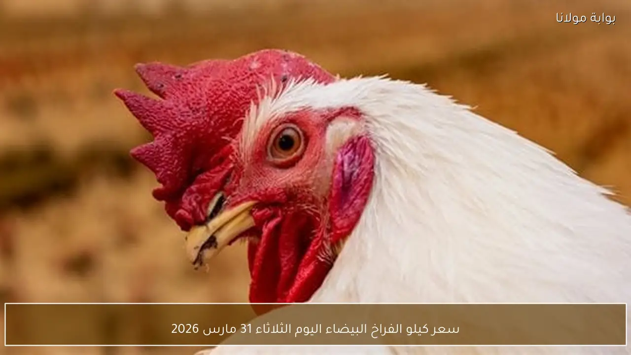 سعر كيلو الفراخ البيضاء اليوم الثلاثاء 31 مارس 2026