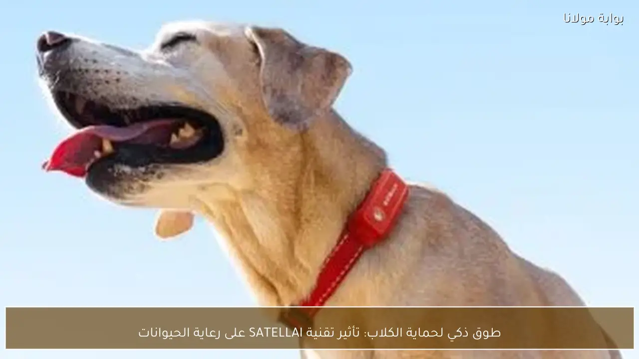 طوق ذكي لحماية الكلاب: تأثير تقنية SATELLAI على رعاية الحيوانات