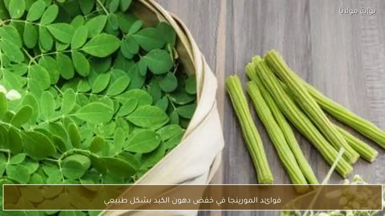 فوائد المورينجا في خفض دهون الكبد بشكل طبيعي